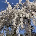 枝垂れ桜が見ごろでした。