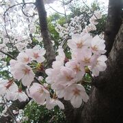 公園の北側の道路に桜（3月下旬）