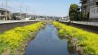 菜の花がきれい