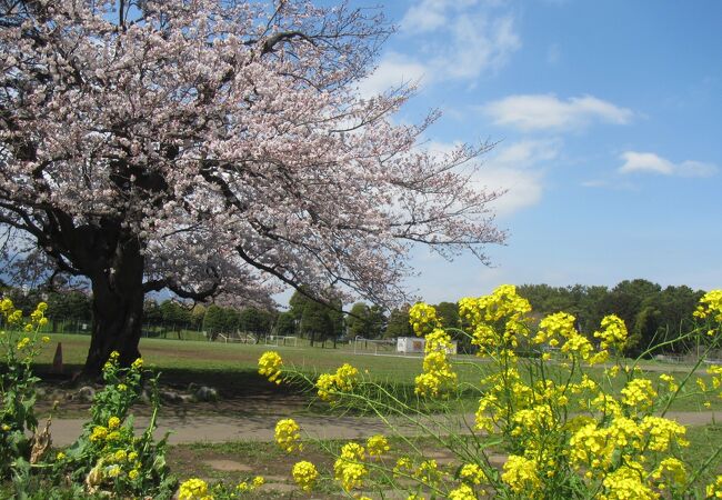 さむかわ中央公園より桜は少ないが、空いている