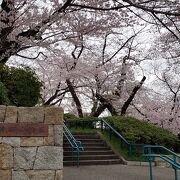 お花見ランチを楽しみました