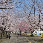 桜のトンネル