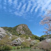 桜が綺麗でした。