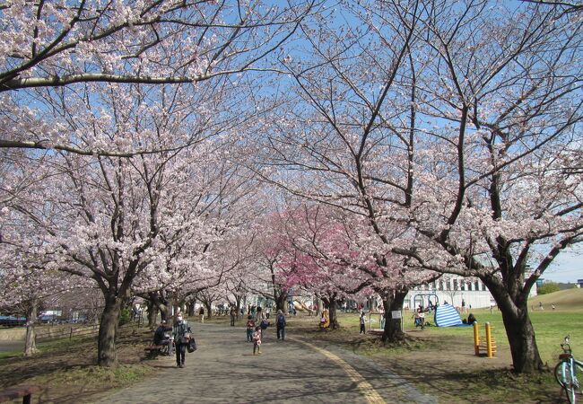 桜のトンネル