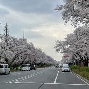 桜吹雪