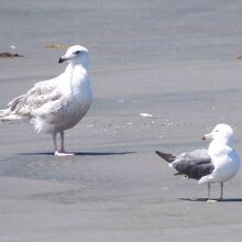 シロカモメ（左）＆　ウミネコ（右）