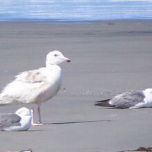 シロカモメ（左）＆　ウミネコ（右） 