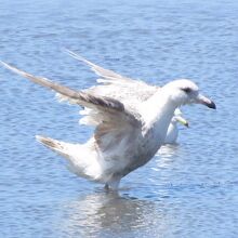 シロカモメ（左）