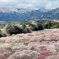 展望台からの絶景♪　梅の花の絨毯と雪山