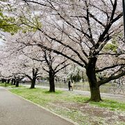 2022.3.31 桜満開の善福寺川緑地