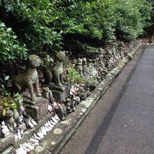 キツネに囲まれた神社