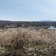 花のボリュームと眺望にすぐれた梅林