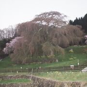 後藤又兵衛基次住居跡に聳えるしだれ桜。