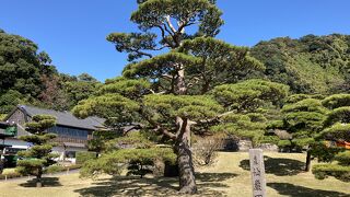 見応えのある庭園です。