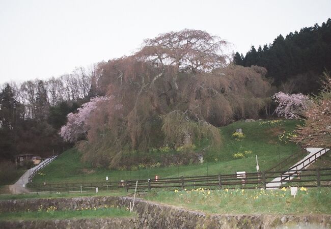 後藤又兵衛基次住居跡に聳えるしだれ桜。