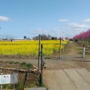 菜の花と花桃が満開できれいだった