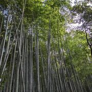 背の高い竹がびっしり