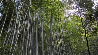 背の高い竹がびっしり