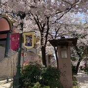 桜の並木が美しいです。