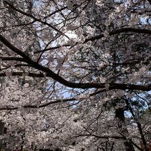 入口の大きな桜の樹。