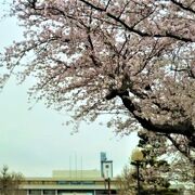 2022年 桜の防衛大学校/防大走水海上訓練場