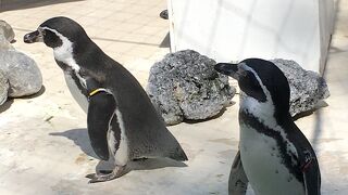 公園の中の動物園の中の彫刻園