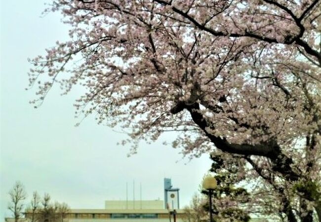 2022年 桜の防衛大学校/防大走水海上訓練場