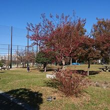 少年野球場と広場