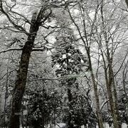 雪のアルペンルートは神秘的