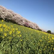 2022年　桜は満開　菜の花はもう少し！（2022/4/2情報）