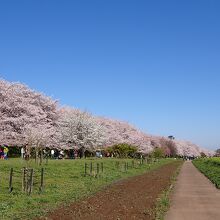 権現堂の桜