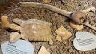 新竹市立動物園