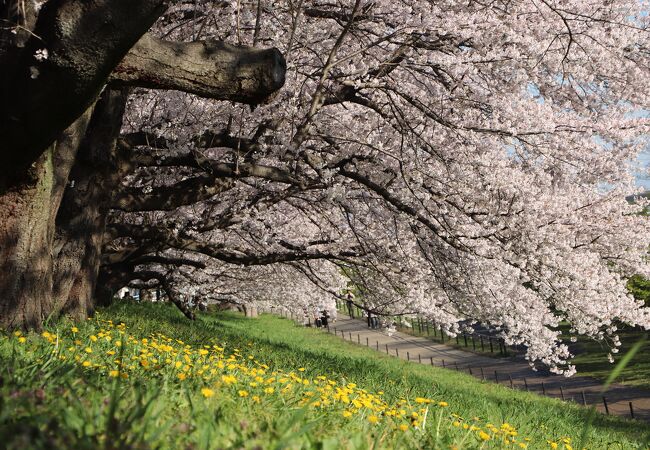 2022年桜まつりは中止ですが、桜の時期は駐車場は有料500円！小銭の準備をお忘れなく