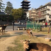 沢山の国宝を観ることができる