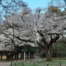 公園のほぼ中央にある桜の木