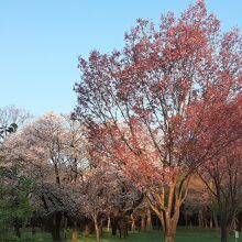 公園北西側にある桜の園