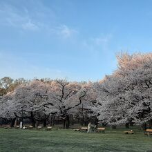 染井吉野が並ぶ広場