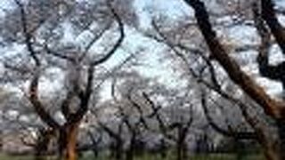 多摩地域屈指の桜の名所 （都立小金井公園） 
