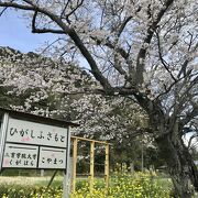 桜満開でした