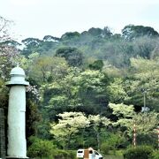 2022年 桜の観音崎公園