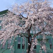 桜がきれい　