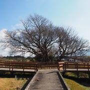 桜の時期ではない時に見た「一心行の大桜」