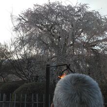 おっさんの頭が邪魔