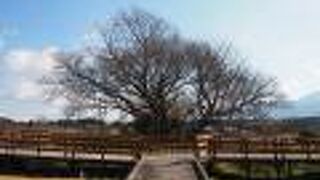 桜の時期ではない時に見た「一心行の大桜」