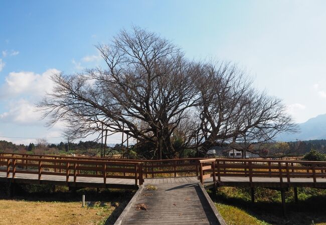 桜の時期ではない時に見た「一心行の大桜」