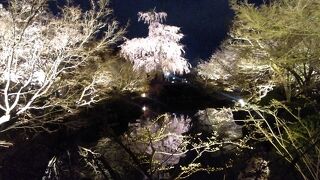 大混雑の春の特別拝観2022