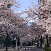 桜の時期は見事