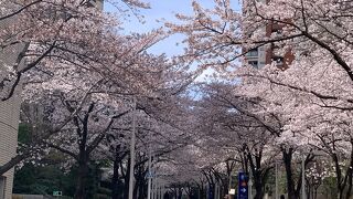 桜の時期は見事