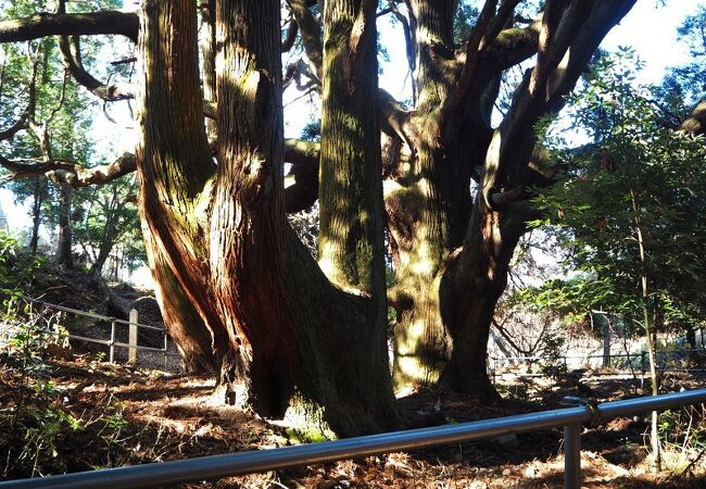高森町のパワースポット「高森殿の杉」