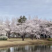 満開の桜　乙戸沼公園